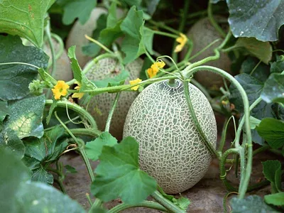 Бахчевые. Выбираем арбузы и дыни для выращивания в теплице | Огород | Дача  | Аргументы и Факты