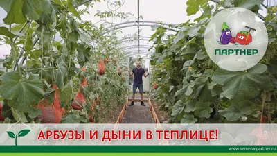 Как вырастить арбузы и дыни в теплице – все работы от посева до сбора  урожая | На грядке (Огород.ru)