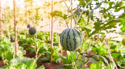 Вкусные дыни и арбузы своими руками: как вырастить бахчу в огороде - 16  июня 2022 - chita.ru