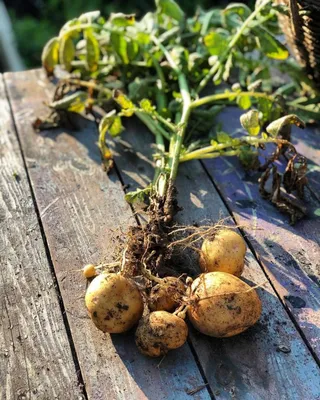 Выращивание картофеля в мешках фото фото