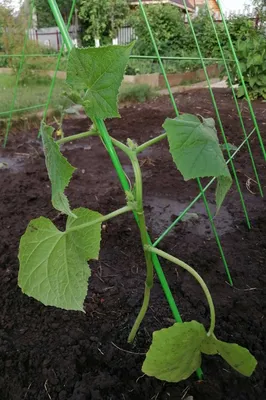 Выращивание огурцов на шпалере: как посадить в открытый грунт и правильно  укрыть