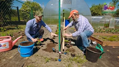Выращивание огурцов на шпалере и сетке: виды конструкций, способы и схемы  посадки в открытом грунте, фото и видео