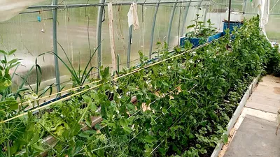 Агротехника огурца в весенних теплицах | Картофель и овощи