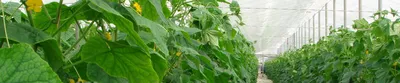 Выращивание огурцов в теплице, второй севооборот. Часть 1 - YouTube