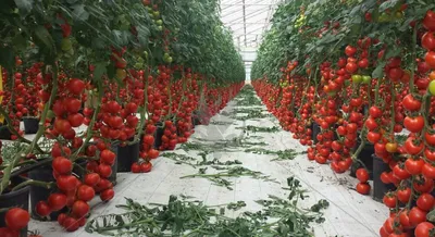 Выращивание помидоров фото фотографии