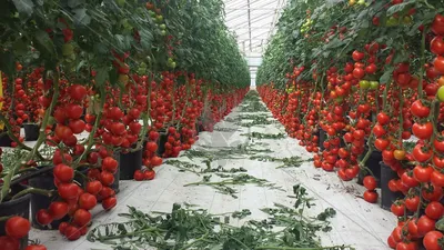 Выращивание томатов в теплице фото фотографии