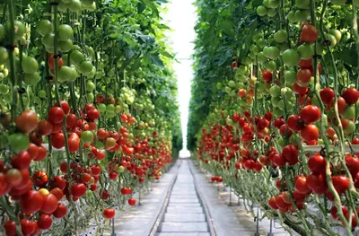 Выращивание томатов в теплице из поликарбоната - YouTube