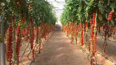 Выращивание помидор (томатов) на гидропонике
