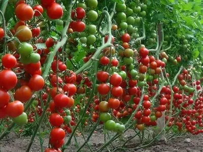 Выращивание томата черри в промышленной теплице - Альбомы форумчан -  GreenTalk.ru