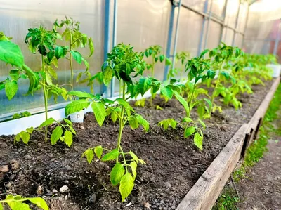Выращивание помидоров в теплице | Статья в журнале «Молодой ученый»