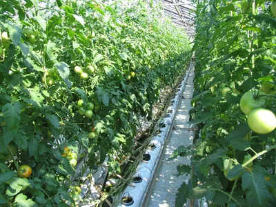 Какая температура благоприятна для выращивания томатов? - Волжские теплицы  - Йошкар-Ола