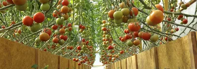 Выращивание томата в теплице