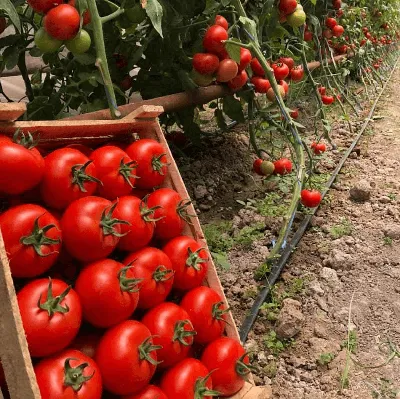 Промышленные теплицы. Выращивание томатов. - YouTube