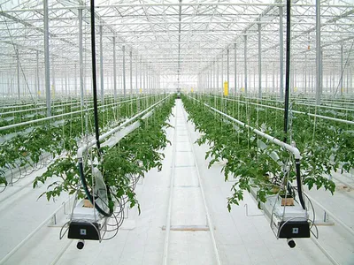 Как выращивать томаты в теплице – Agro-Market24