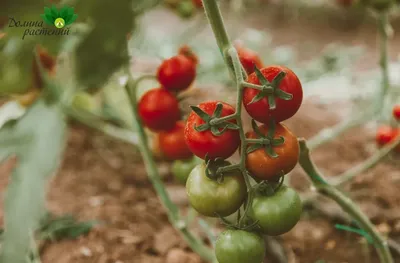 Посадка и выращивание помидоров в теплице – секреты и инструкции