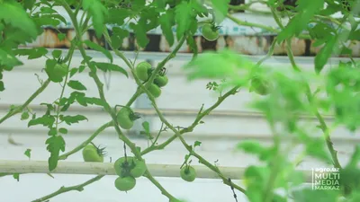 зеленые помидоры в теплице. промышленное выращивание томатов и трав.  Стоковое Фото - изображение насчитывающей культивирование, удобрение:  148570170