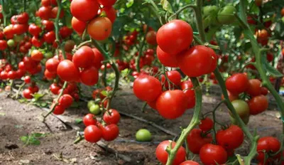 9 лучших сортов помидоров для теплицы: какие семена тепличных томатов  выбрать | ivd.ru