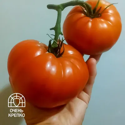 Особенности промышленного выращивания томатов - Маунтин-Вью
