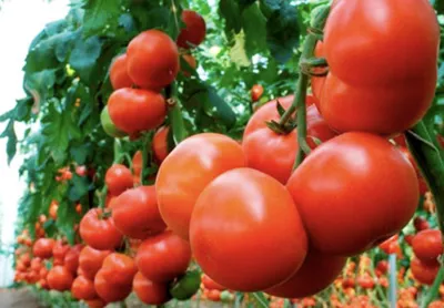 зеленые помидоры в теплице. промышленное выращивание томатов и трав.  Стоковое Фото - изображение насчитывающей пук, цвет: 148569856