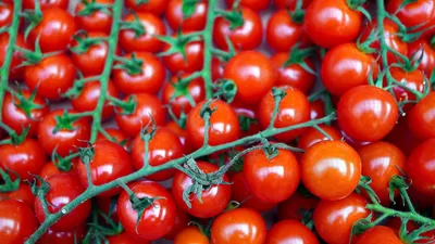 Как выращивать томаты в неотапливаемой теплице - Интернет-магазин  \"Професійне насіння\"