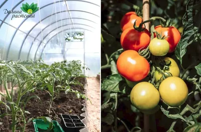 Голландские технологии выращивания томатов