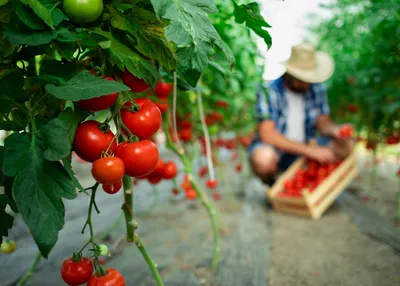 Выращивание томатов в теплице сгенерирована нейронная сеть ai | Премиум Фото