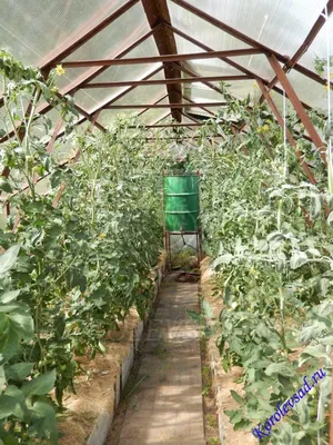 Выращивание томатов методом малообъемной гидропоники: влияние различных  субстратов на экономическую эффективность - Аграрная социальная сеть