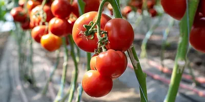 Выращивание томатов в 2016 году