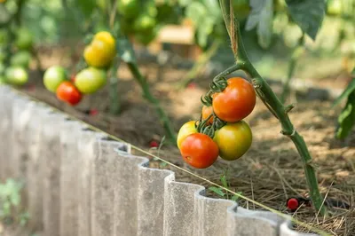 Выращивание томатов в теплице и уход | Агро Сіті
