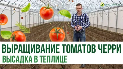 Выращивание тепличных помидоров в Узбекистане - AGRO.UZ