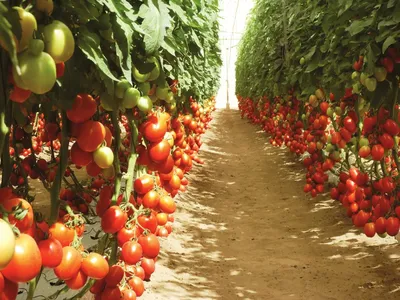 Выращивание томатов в теплице - все просто и никаких секретов | Добрая коза  | Дзен
