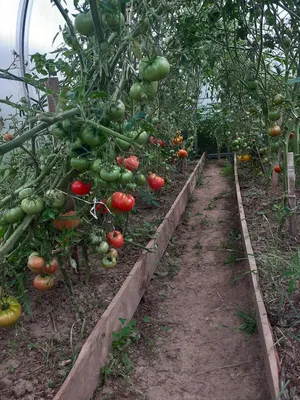 зеленые помидоры в теплице. промышленное выращивание томатов и трав.  Стоковое Фото - изображение насчитывающей расти, ферма: 148570260