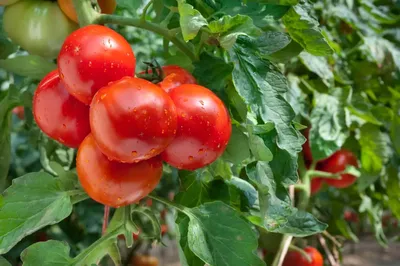 Выращивание томатов на высоких грядках в теплице капельное орошение в  сельском хозяйстве | Премиум Фото