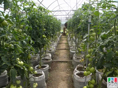 Выращивание томатов черри: высадка в теплице (часть 1) | Agrolife.ua -  YouTube