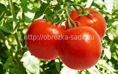 Как хорошо вырастить помидоры - раскрыт секрет большого урожая — УНИАН