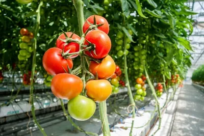 Бизнесмен из Хасавюртовского района выращивает сорт томатов, выведенный  японскими селекционерами | Информационный портал РИА \"Дагестан\"