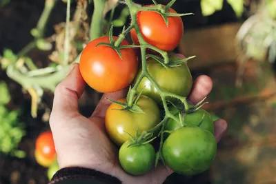 Условия произрастания томатов. Услуги агрономов