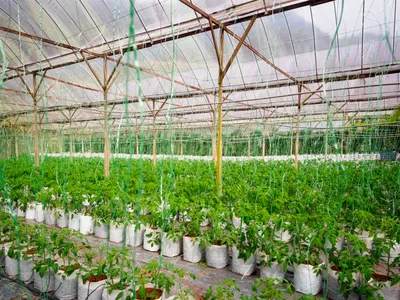 Выращивание томатов в теплице: секреты и лайфхаки | Своё Фермерство: всё об  агробизнесе и фермерстве | Дзен