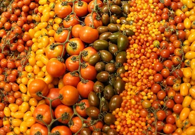 Преимущества высокорослых и низкорослых томатов - «Блог Флориум.юа»