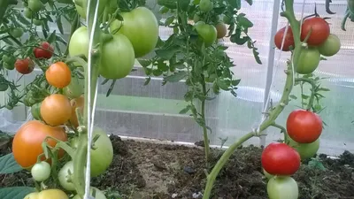 Какие семена томатов • Лучше купить, Самые хорошие помидоры