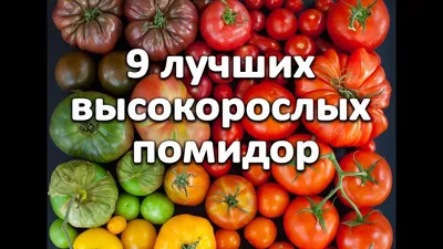 Почему высокорослые томаты формируют в 1-2 ствола? Влияет ли это на  количество и качество урожая | Мое любимое подворье | Дзен
