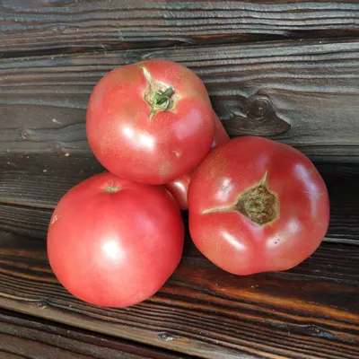 Низкорослые и высокорослые томаты: плюсы и минусы