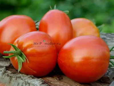 15 лучших сортов томатов для открытого грунта: описание, фото, отзывы,  характеристика самых урожайных и сладких сортов
