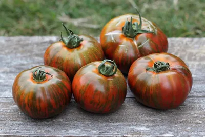Какие сорта высокорослых помидоров можно посадить на дачном участке? - 53  Новости