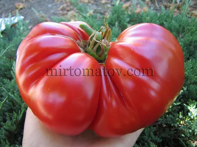 Большие помидоры из Клужа (Rosii mari de Cluj) — МИР ТОМАТОВ