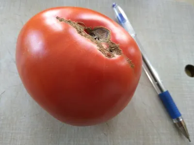 Семена томатов Минусинские крупные от старожилов - Сортовые семена  Mr.Pomidor
