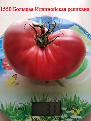 помидоры Крупные красные.jpg - Помидоры - tomat-pomidor.com