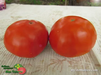 Как я формирую высокорослые томаты, удаляя по 1 – 2 листа в неделю. Делюсь  методом | Огородник - Анатолий Викторович | Дзен