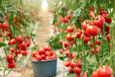 Высокорослые томаты в теплице и открытом грунте — особенности выращивания.  Посадка, условия и уход. Фото — Ботаничка