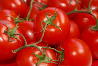 Высокорослые томаты Ф1 по сортам - YouTube